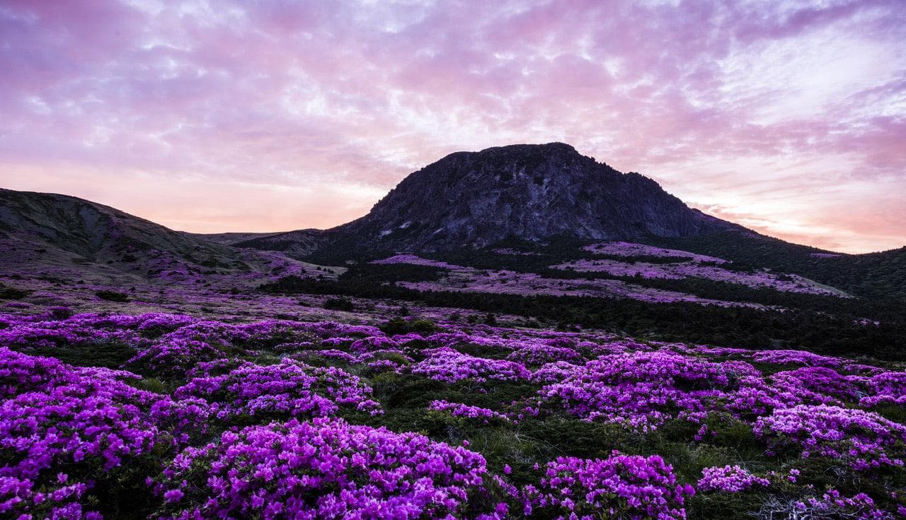 Hallasan purple azalea fields at dusk, Jeju Island
