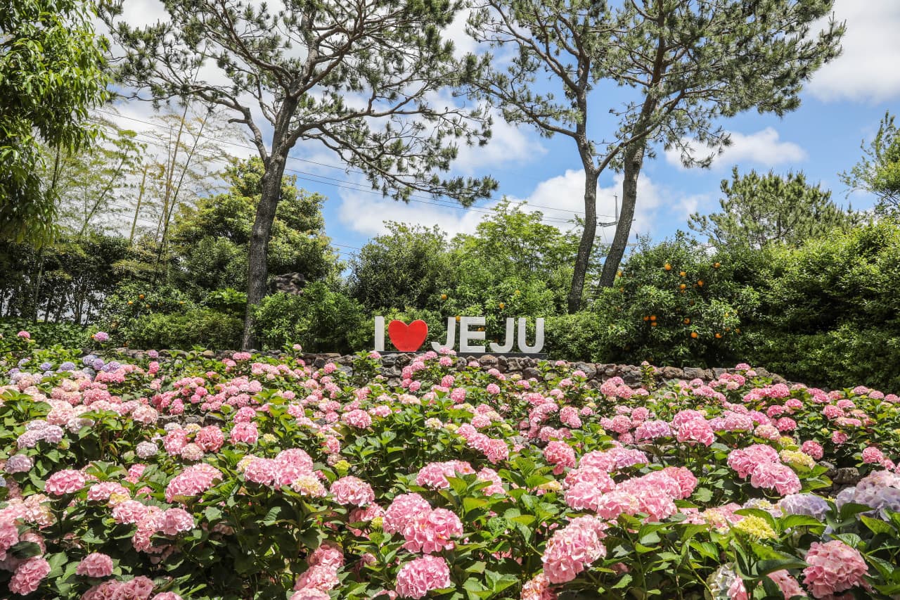 I Love Jeju sign with hydrangea flowers