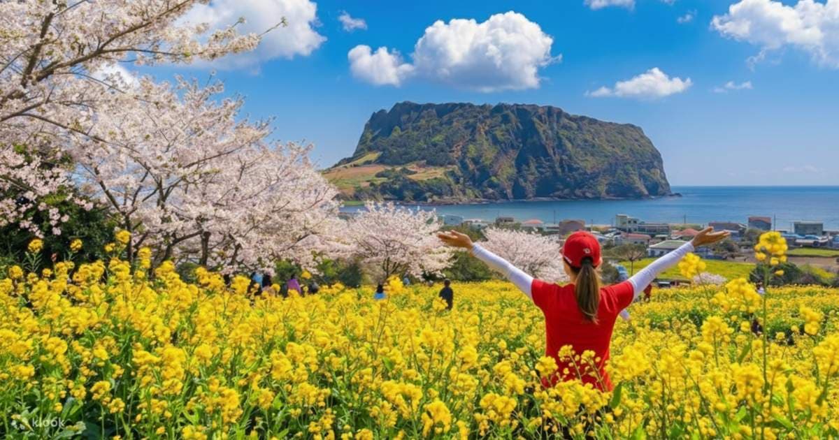 Canola flowers and cherry blossoms with Seongsan Ilchulbong