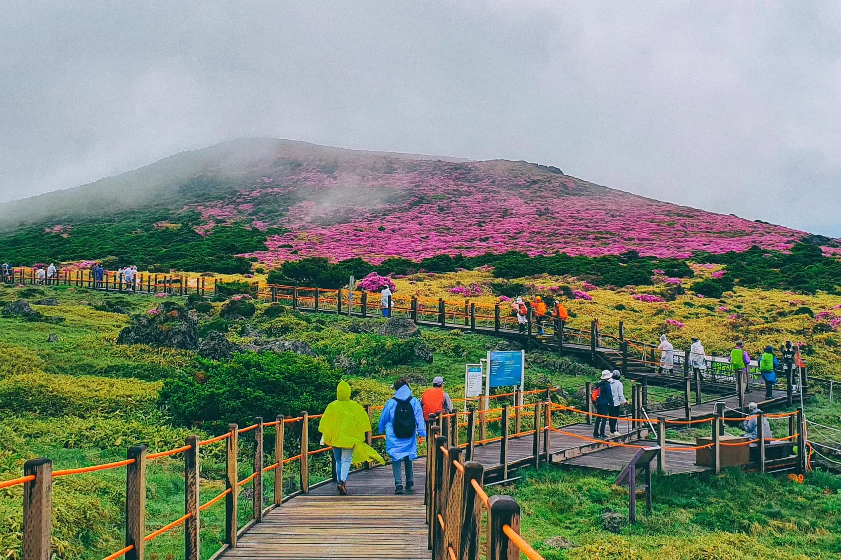 Hallasan azalea trail with hikers in spring, Jeju Island