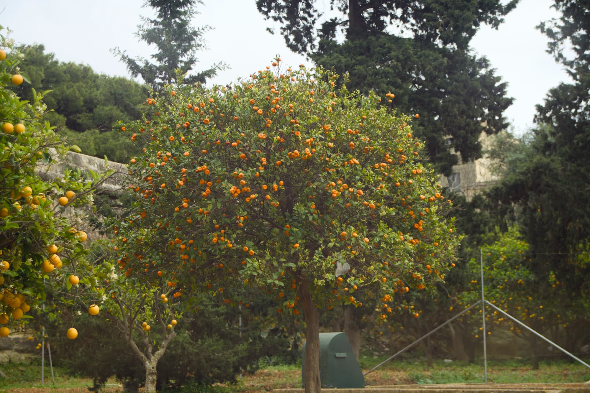 November 2026 — Tangerines turning gold