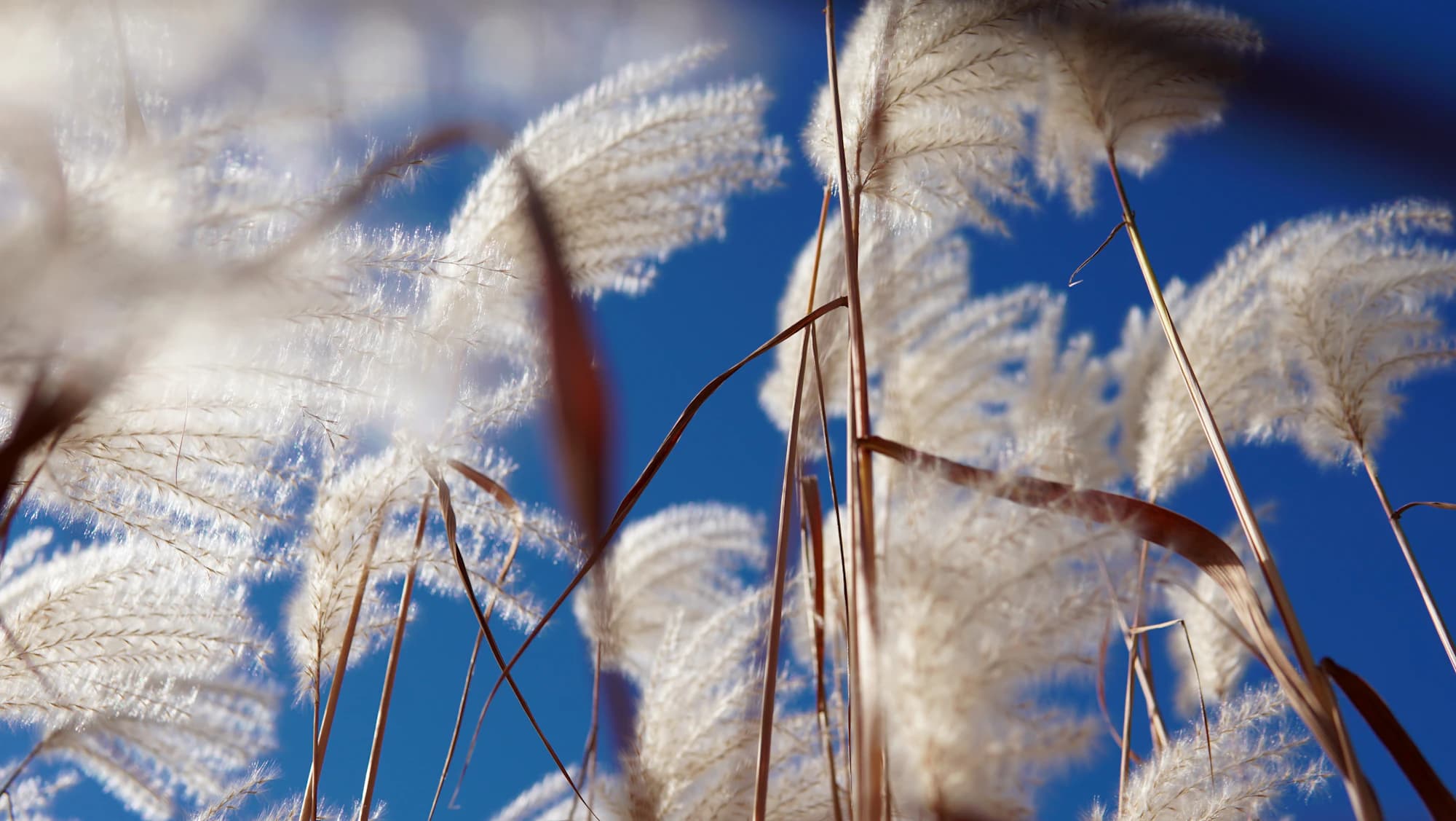 October 2026 — Hills go silver