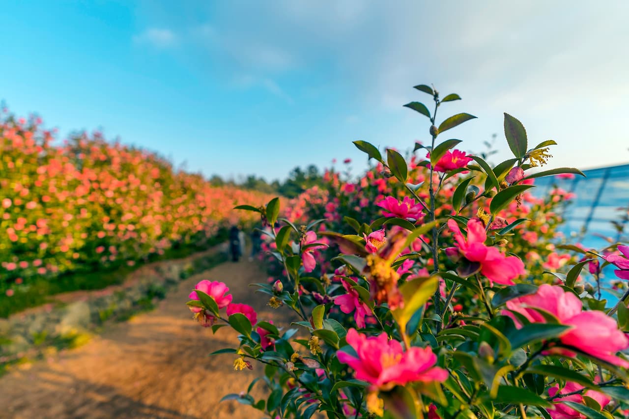 Hydrangeas at island-wide peak