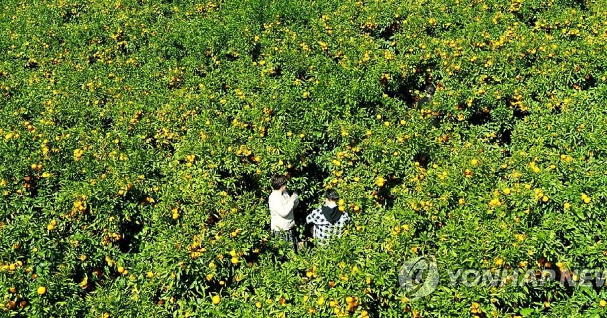 Gasiri Nogsan-ro canola road, tail-end bloom