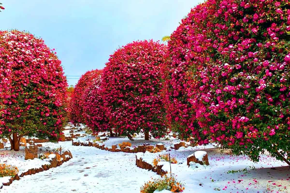 November 2027 — First camellias