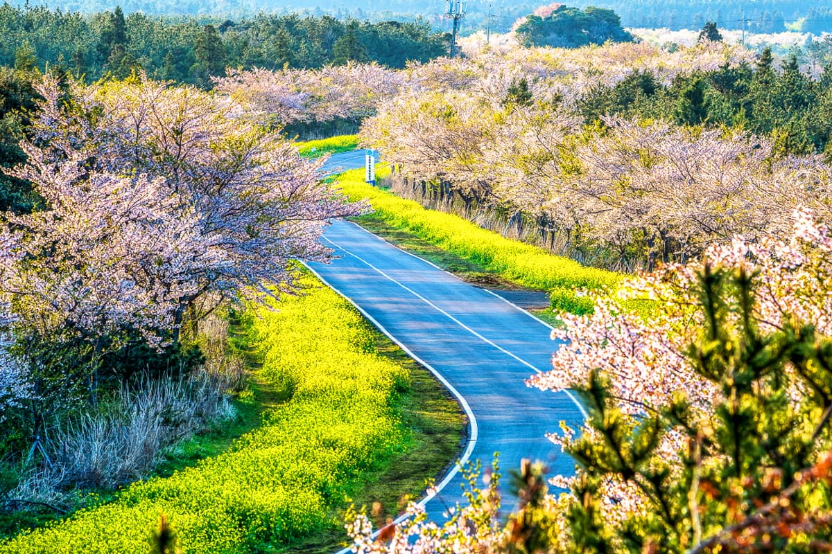 April 2027 — Canola at peak amber & last cherry petals