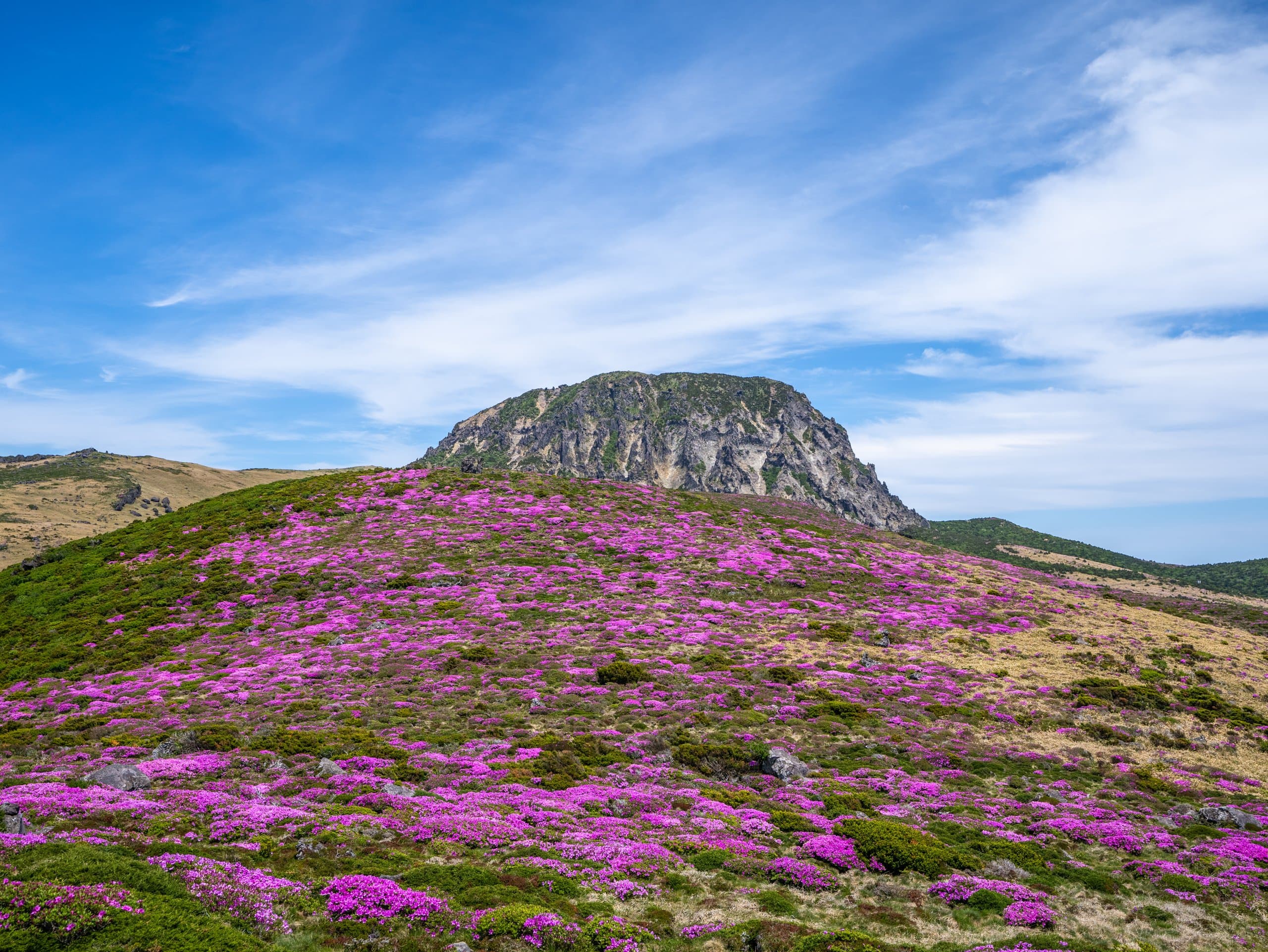 May 2027 — Tea & blossom week