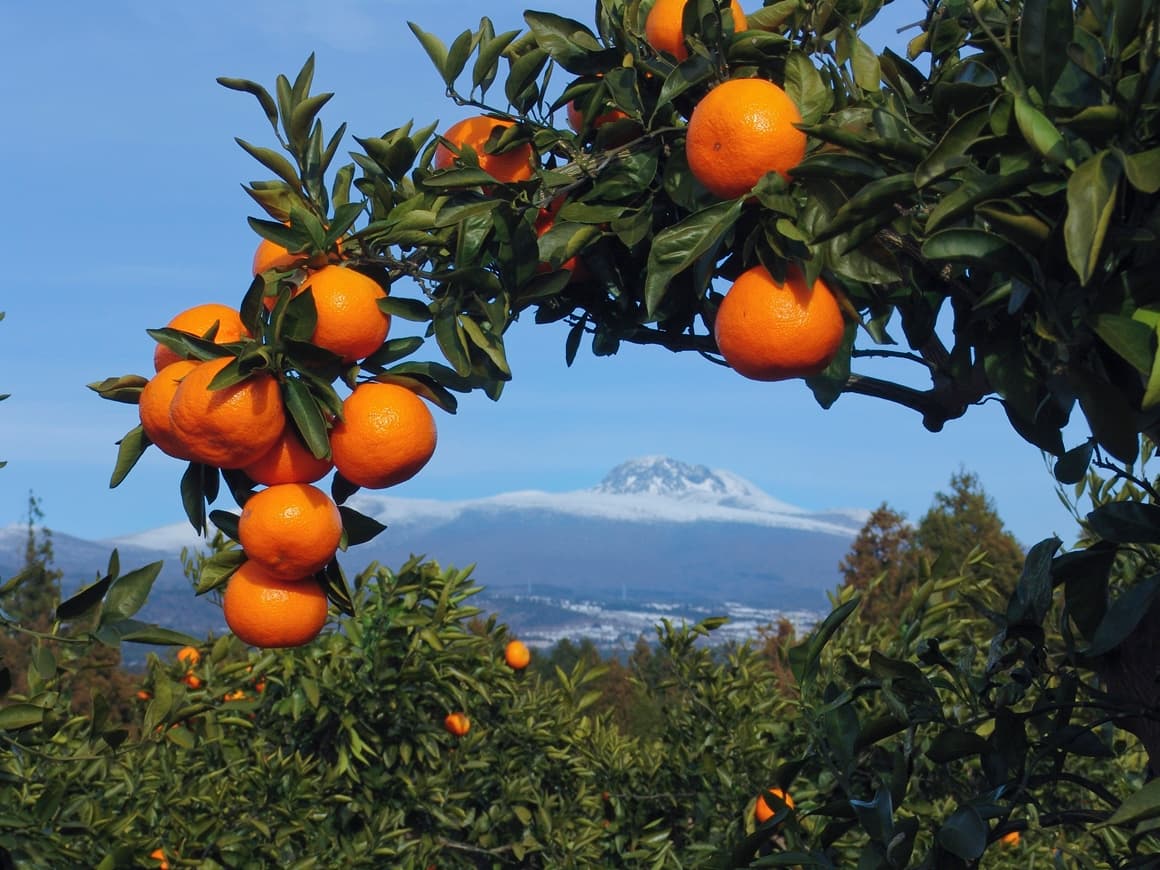 November 2027 — Mandarin harvest week