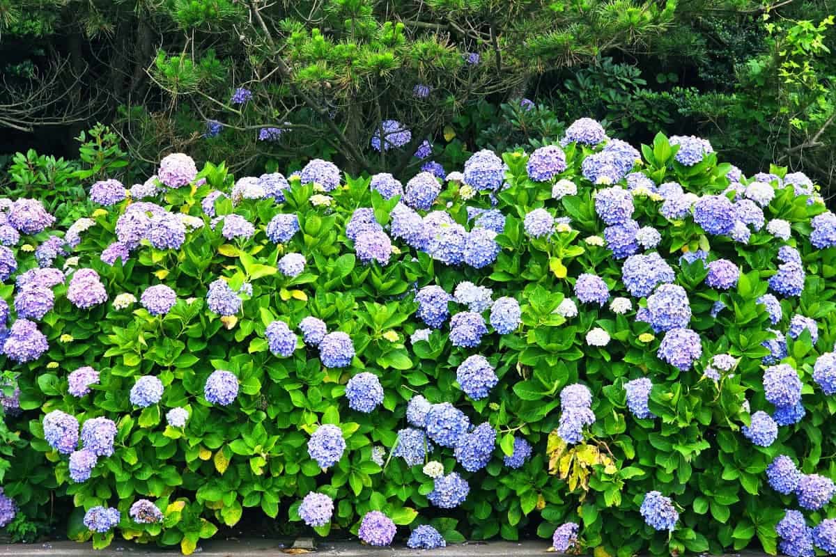 June 2026 — First hydrangeas, clearest seas
