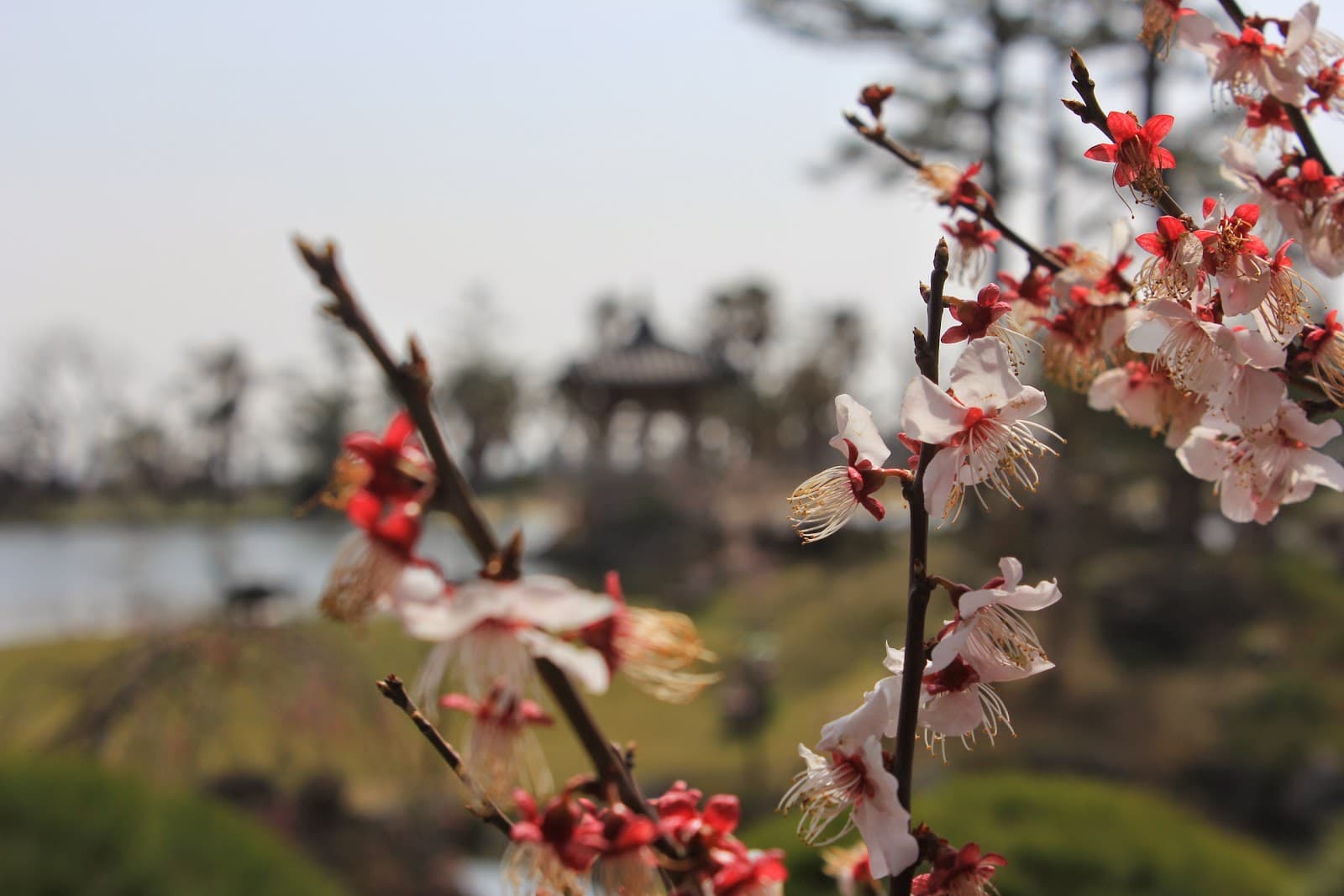 Plum blossoms at peak across Hyuaeri