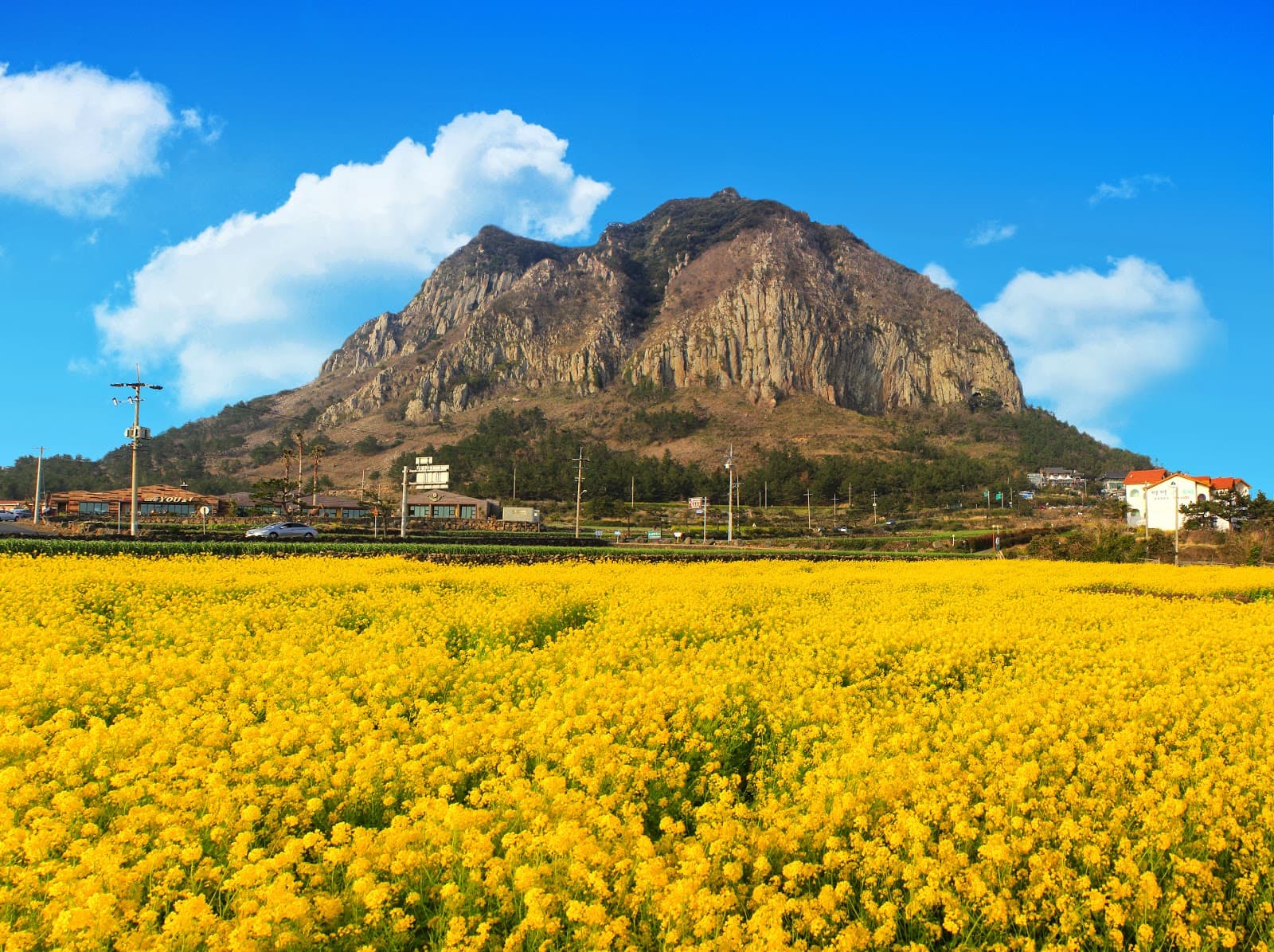 Gasiri Nogsan-ro in full rapeseed amber
