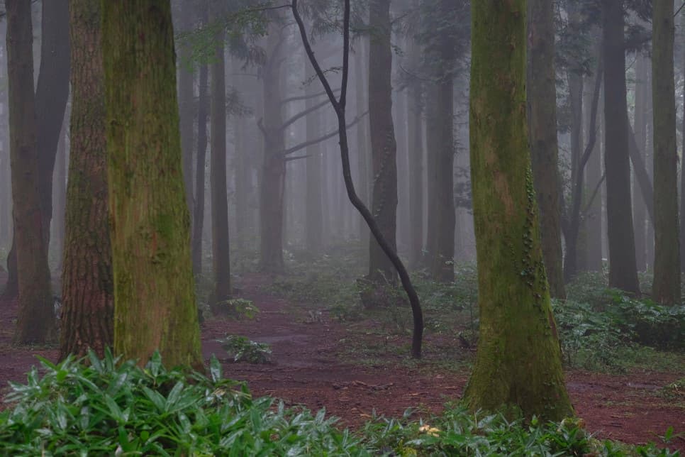 Day 4: Cedar Forest & Crater Walk