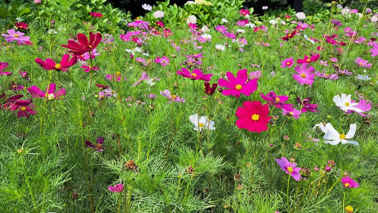 Pink cosmos flowers in bloom across a Jeju field