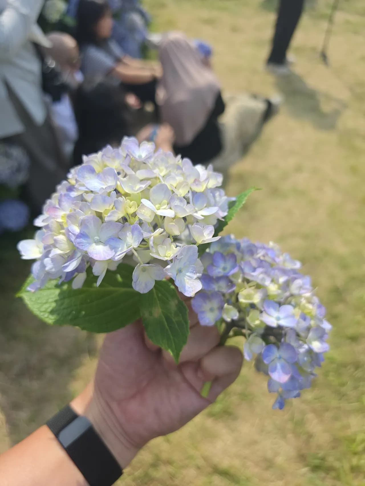A hand cradling a cluster of blue hydrangea blossoms in full June bloom