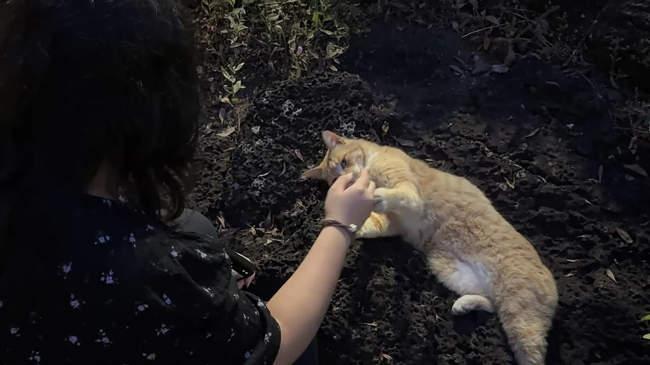 Meeting a friendly cat on a Jeju evening