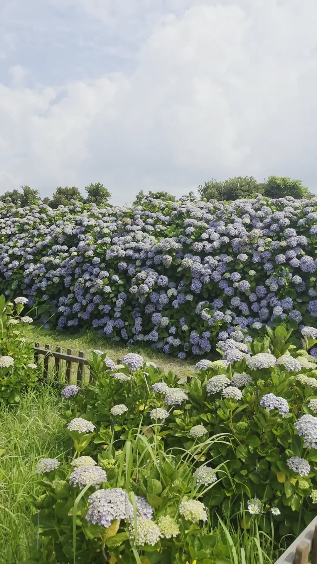 Strolling through banks of blue and white hydrangeas in bloom