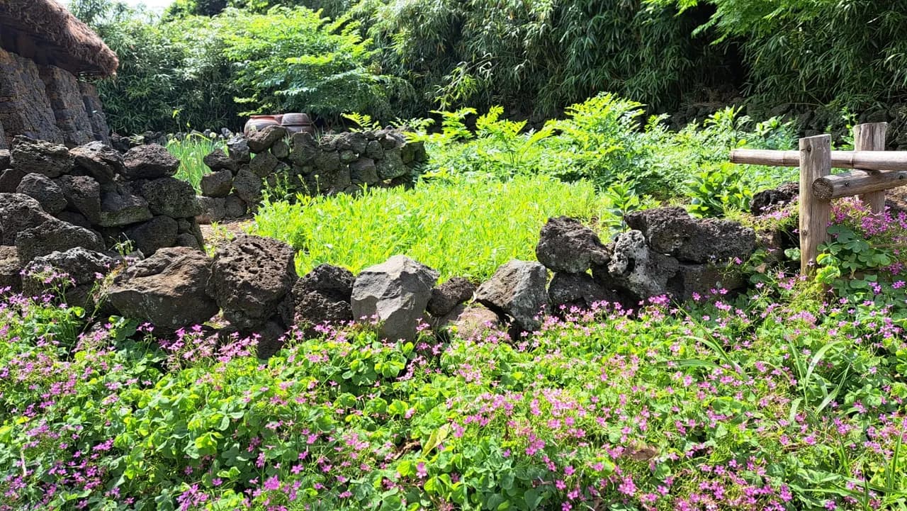 Rows of green tangerine trees in a Jeju grove