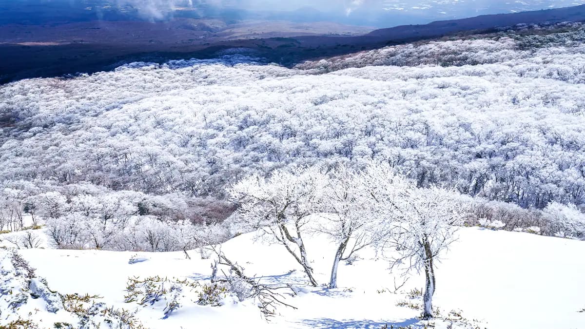 Hallasan (Dataran Tinggi 1100)