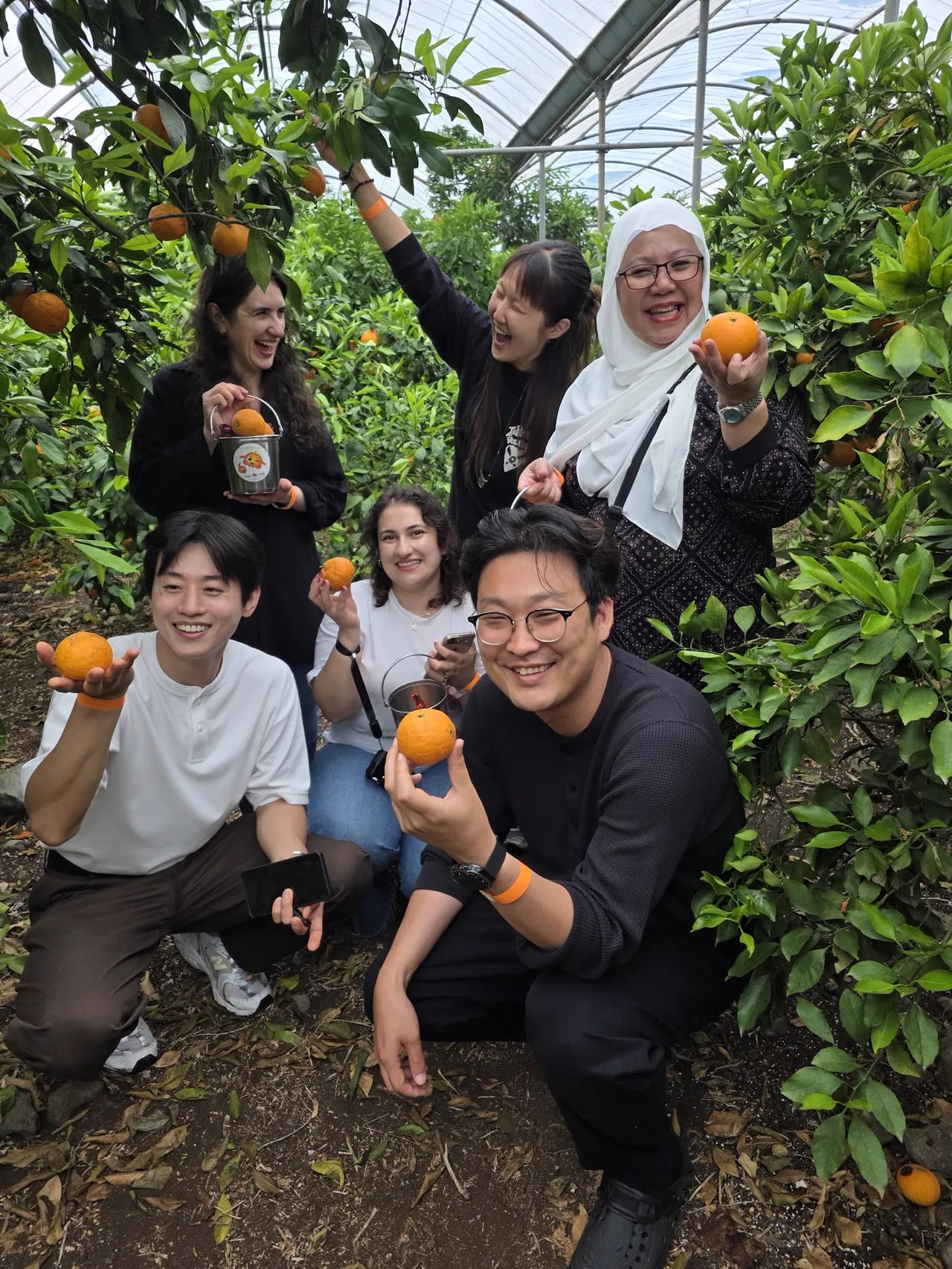 Muslim travelers picking tangerines together on a halal-friendly Jeju trip with Salam Jeju