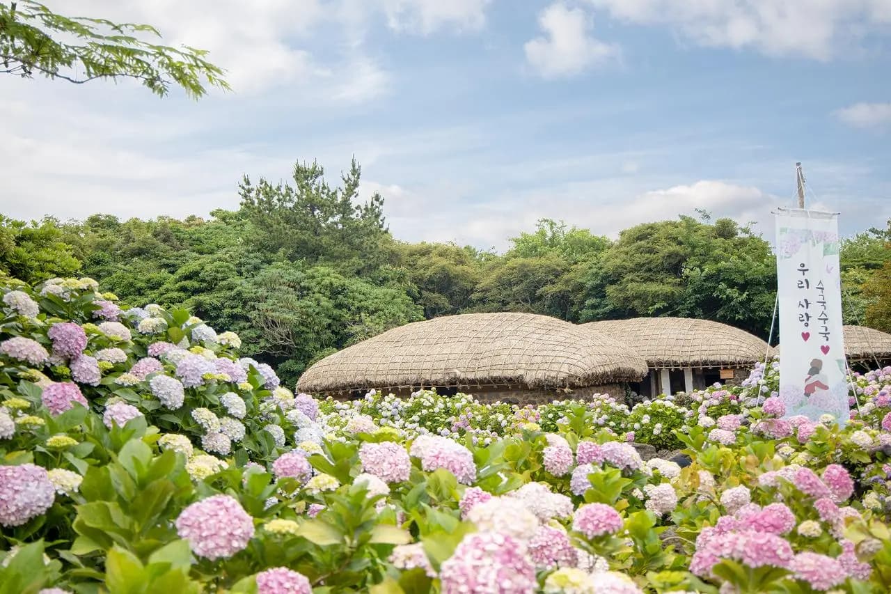 Hydrangeas at island-wide peak
