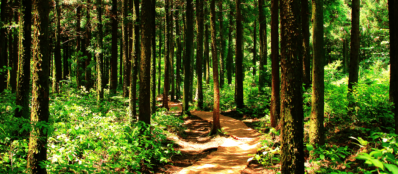 Hutan Bijarim