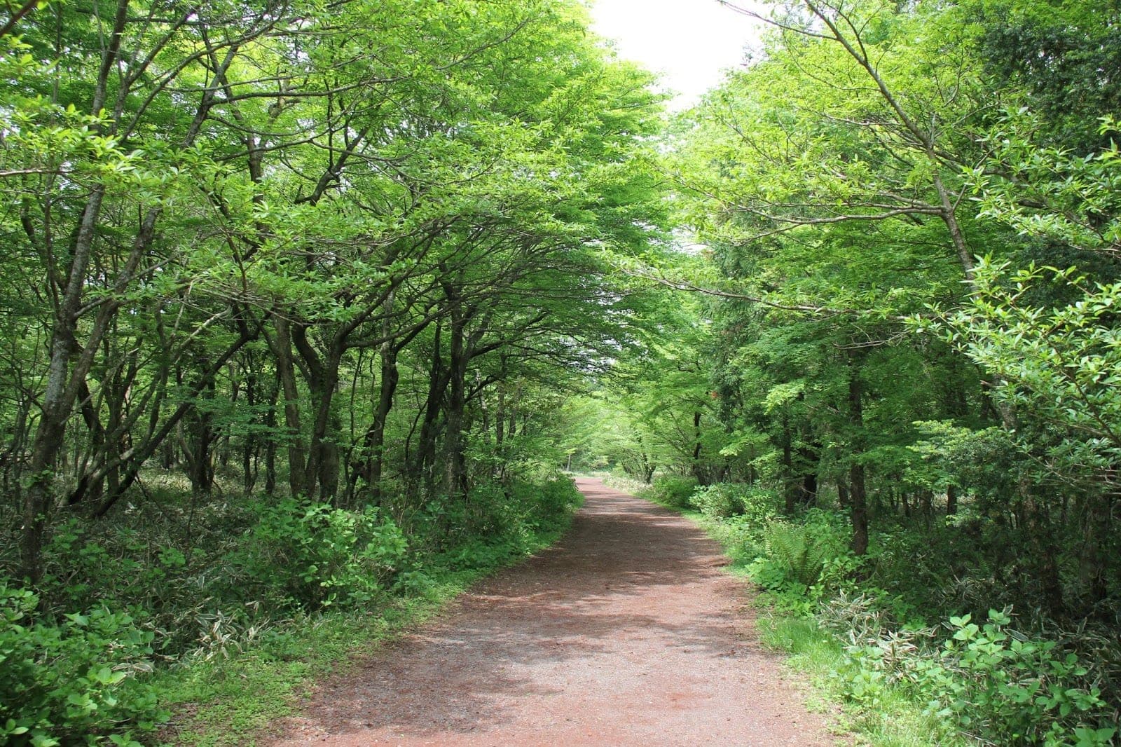 Denai Hutan Saryeoni